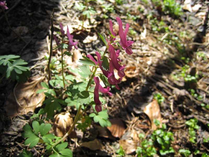  Image name: consolida4.jpg 
 width: 800 pixel 
 height: 600 pixel 
 Size: 66807 bytes 
 Click to enlarge 